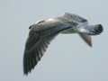 Goéland argenté Larus argentatus