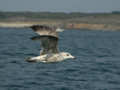 Goéland argenté Larus argentatus