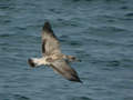 Goéland argenté Larus argentatus