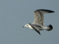 Goéland argenté Larus argentatus