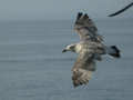 Goéland argenté Larus argentatus