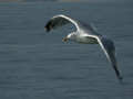 Goéland argenté Larus argentatus