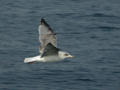 Goéland argenté Larus argentatus