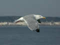 Goéland argenté Larus argentatus