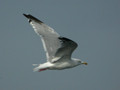 Goéland argenté Larus argentatus