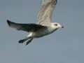 Goéland argenté Larus argentatus