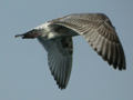 Goéland argenté Larus argentatus