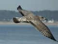 Goéland argenté Larus argentatus