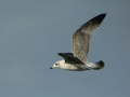 Goéland argenté Larus argentatus