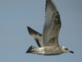 Goéland argenté Larus argentatus