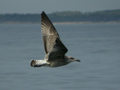 Goéland argenté Larus argentatus