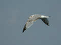 Goéland argenté Larus argentatus