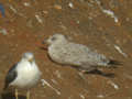 Goéland argenté Larus argentatus