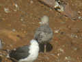 Goéland argenté Larus argentatus