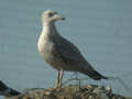 Goéland argenté Larus argentatus