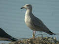 Goéland argenté Larus argentatus