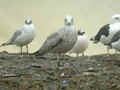 Goéland argenté Larus argentatus