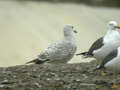 Goéland argenté Larus argentatus