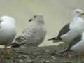 Goéland argenté Larus argentatus