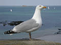 Goéland argenté Larus argentatus