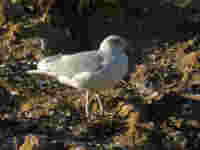 Goéland argenté Larus argentatus