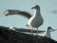 Goéland argenté Larus argentatus