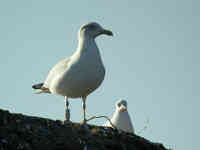 Goéland argenté Larus argentatus