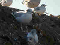 Goéland argenté Larus argentatus