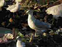 Goéland argenté Larus argentatus