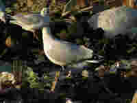 Goéland argenté Larus argentatus