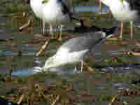 Goéland argenté Larus argentatus argentatus