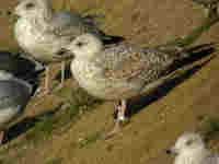 Goéland argenté Larus argentatus ASL