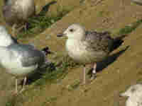 Goéland argenté Larus argentatus ASL