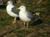 Goéland argenté Larus argentatus TW