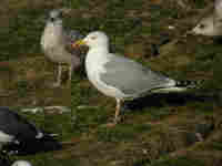 Goéland argenté Larus argentatus TW