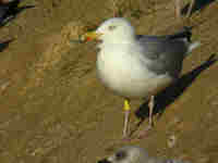 Goéland argenté Larus argentatus TW