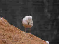 Goéland argenté Larus argentatus au bec déformé