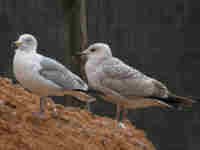 Goéland argenté Larus argentatus au bec déformé