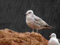 Goéland argenté Larus argentatus au bec déformé