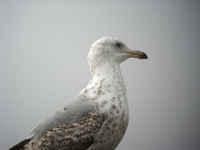 Goéland argenté Larus argentatus