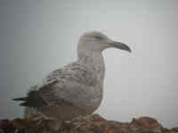 Goéland argenté Larus argentatus au bec déformé