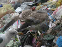 Goéland argenté Larus argentatus B574