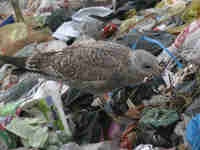 Goéland argenté Larus argentatus B574