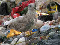 Goéland argenté Larus argentatus B574