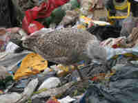 Goéland argenté Larus argentatus B574