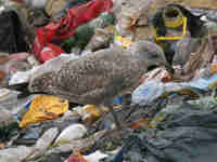 Goéland argenté Larus argentatus B574