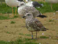 Goéland argenté Larus argentatus B574