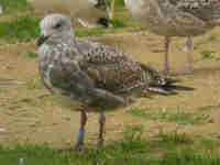 Goéland argenté Larus argentatus B574