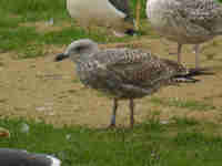 Goéland argenté Larus argentatus B574