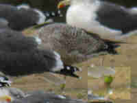 Goéland argenté Larus argentatus LBL